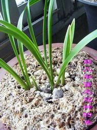 芽芽的照片,记录萌动时光